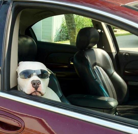 Cool dog.png