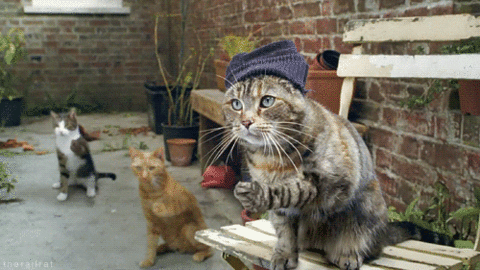 coolCats.gif