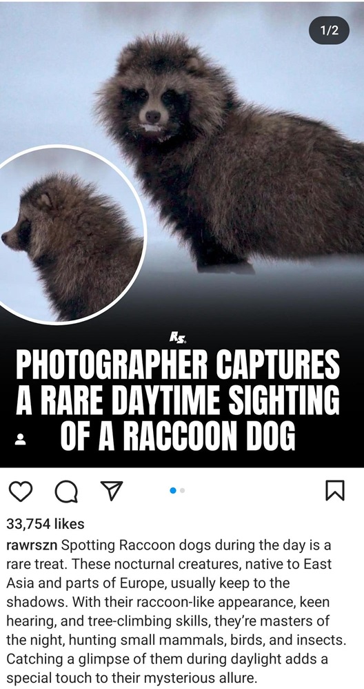 coondog.jpg