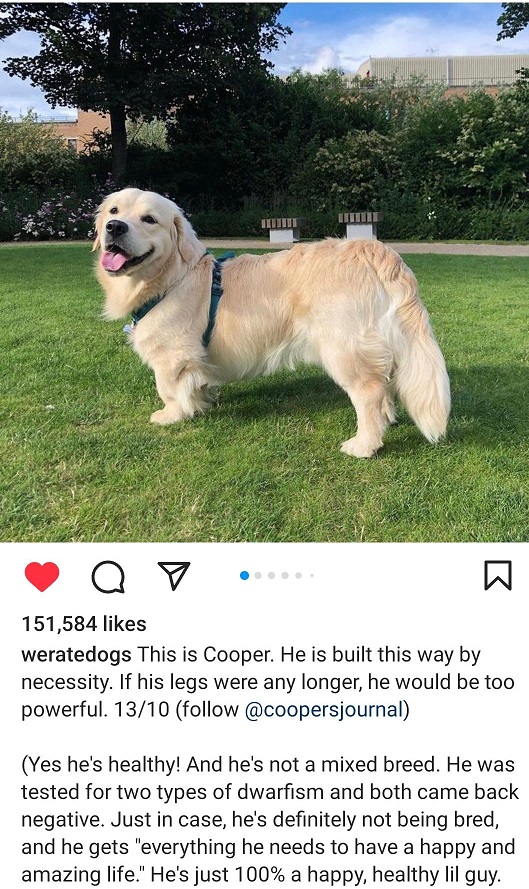 cooper dog.jpg