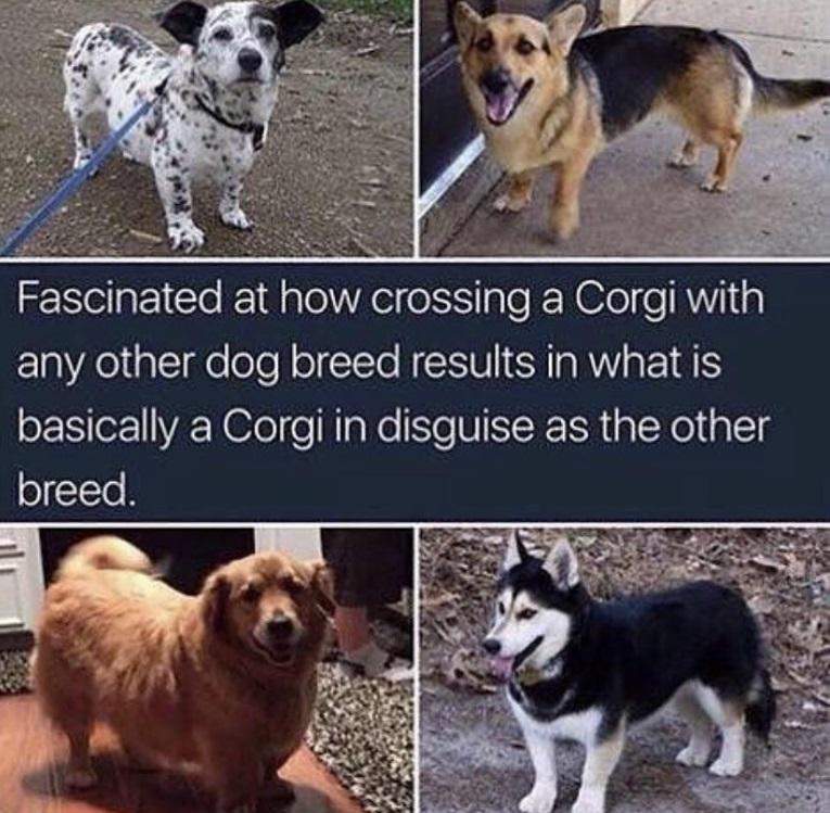 Corgi disguise.jpg