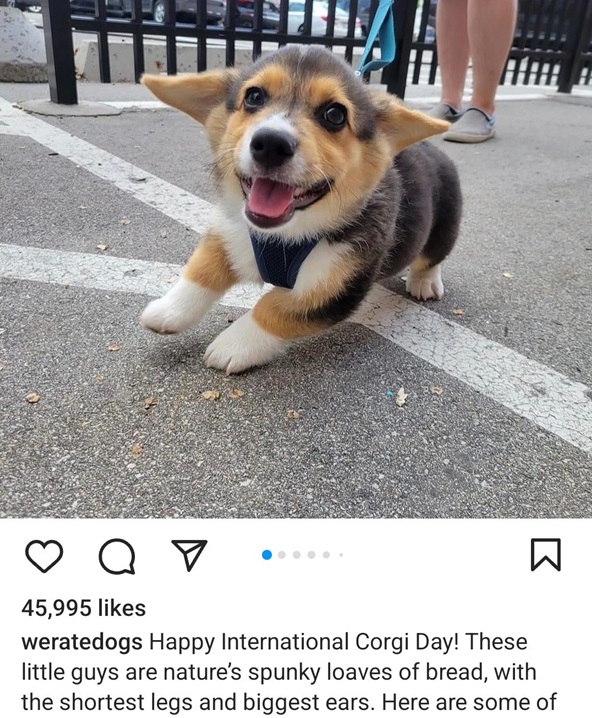 corgi dog.jpg