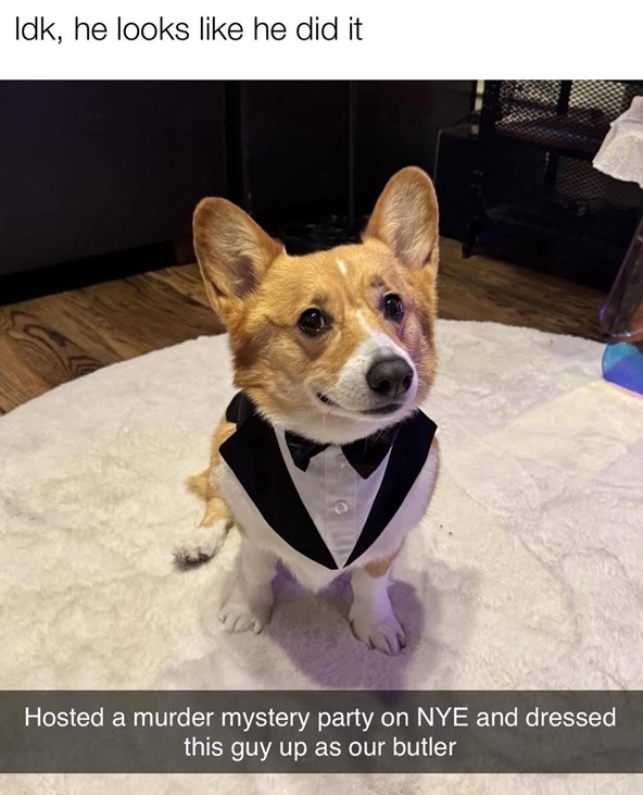 corgi jacket.jpg