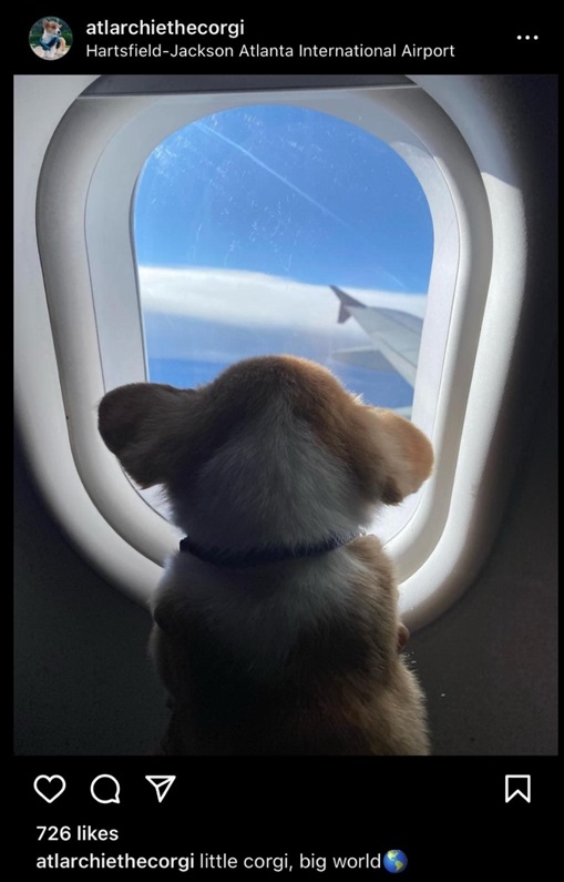 corgi.jpg