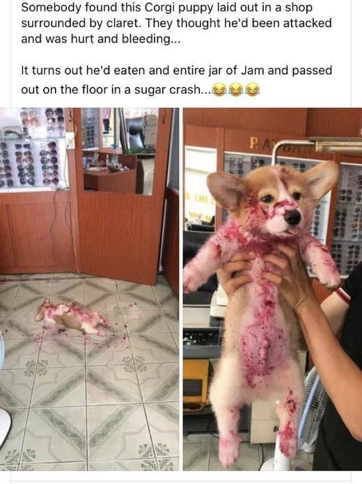 Corgi.jpg