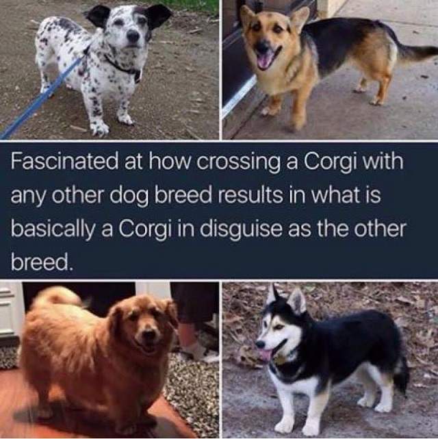 Corgi mix.jpg