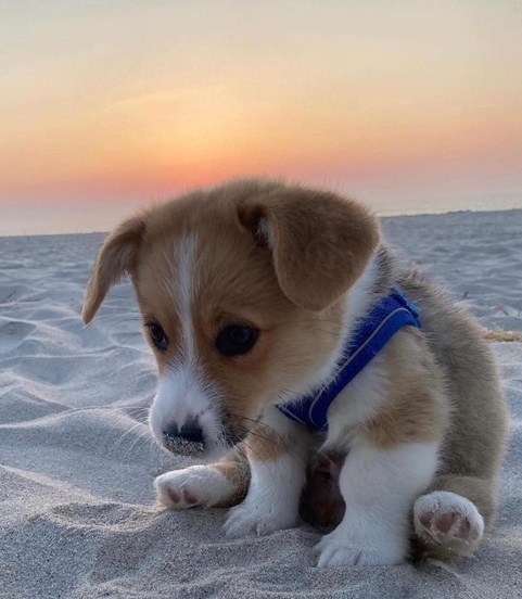 corgi sand.jpg