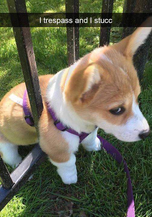 corgi stuck.jpg