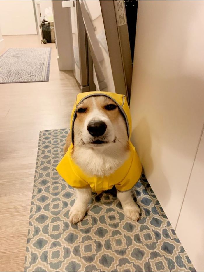 corgis-47-5e5e08c69b977__700.jpg