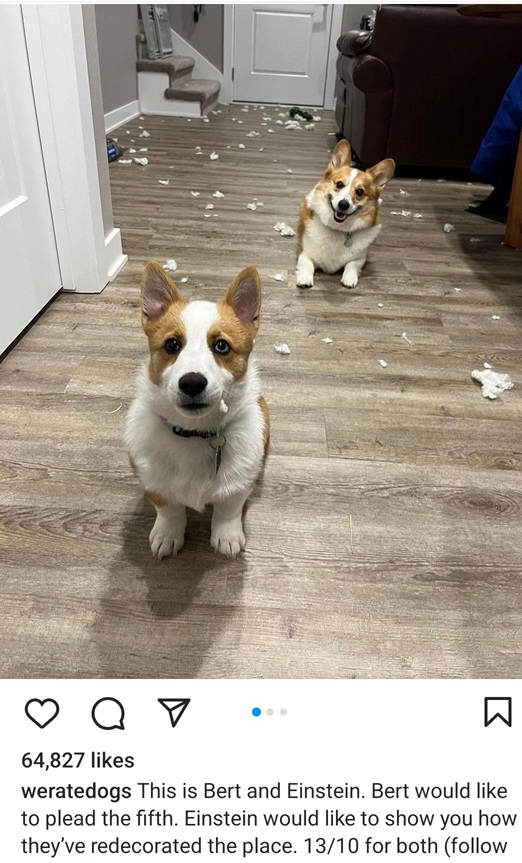 corgis.jpg