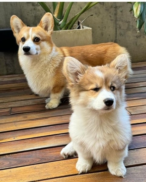 corgis.jpg