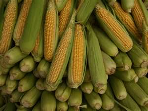 corn.jpg