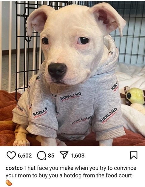 Costco dog.jpg
