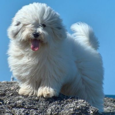 coton_de_tulear22.jpg