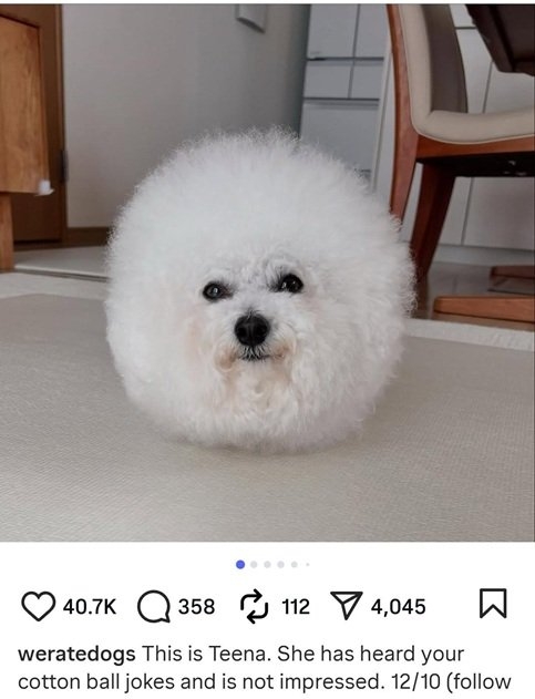 cotton dog.jpg