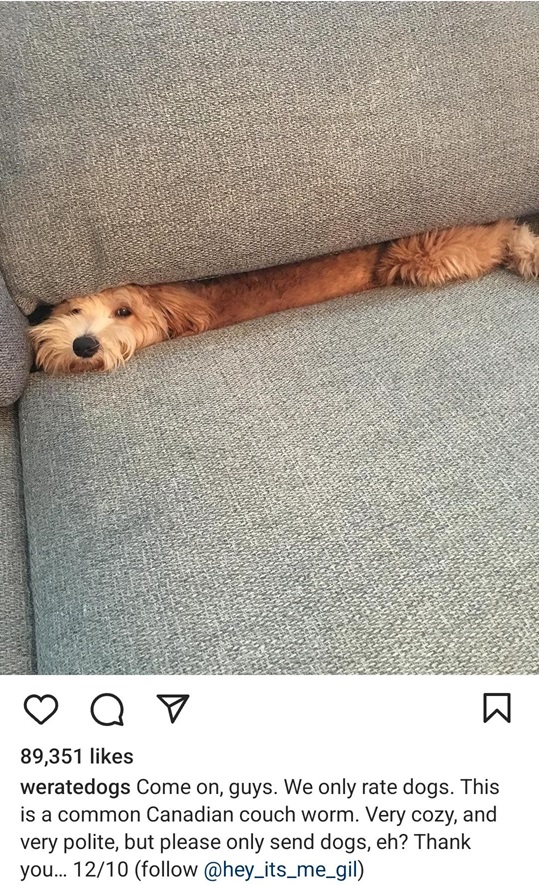 couch dog.jpg