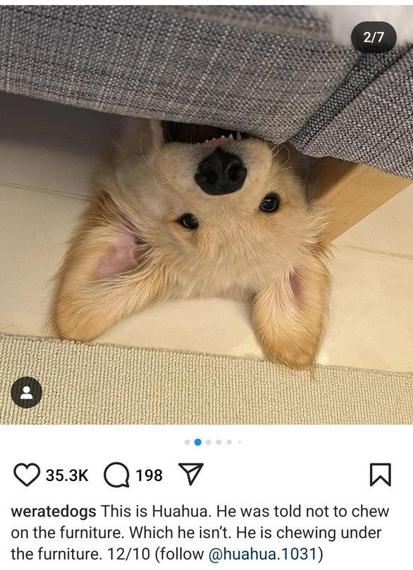 couch dog.jpg