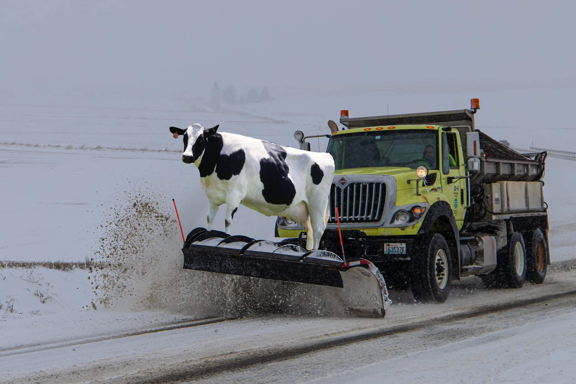 cow.jpg