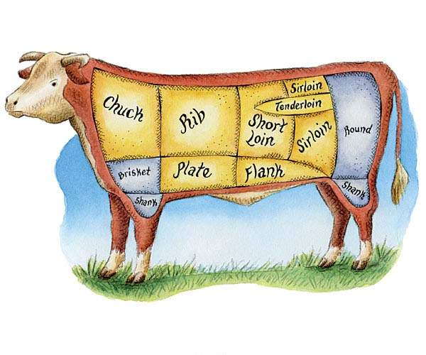 Cow.jpg