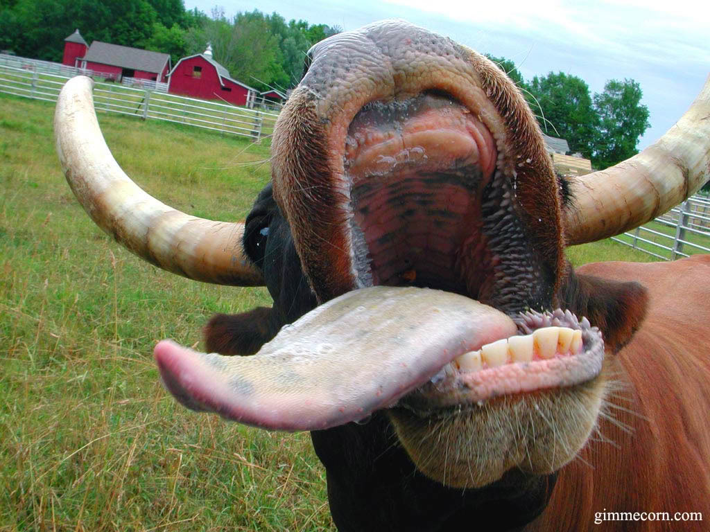 cow_1024.jpg