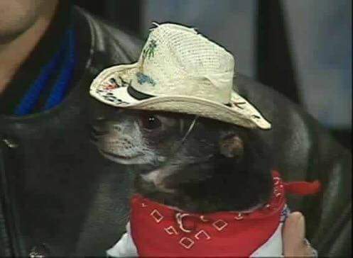 cowboy dog.jpg