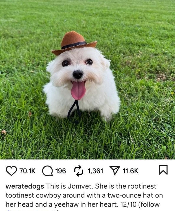cowboy dog.jpg
