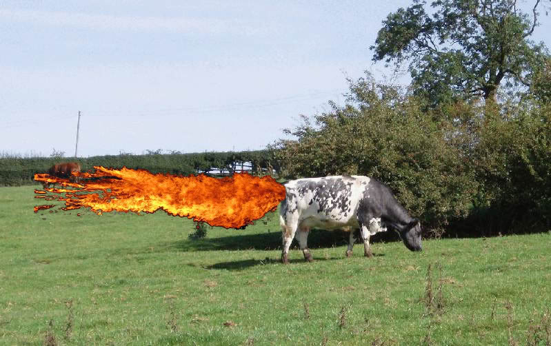 cowfire.jpg