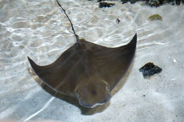cownose+rays.jpg