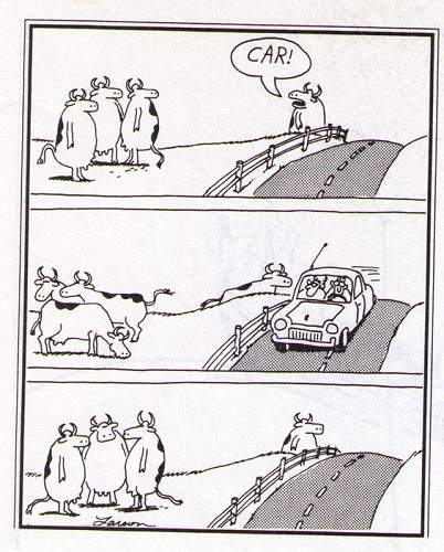cows.jpg