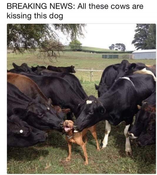 cows kissing dog.jpeg