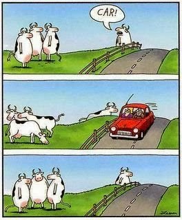 CowsCarLarsonColor.JPG