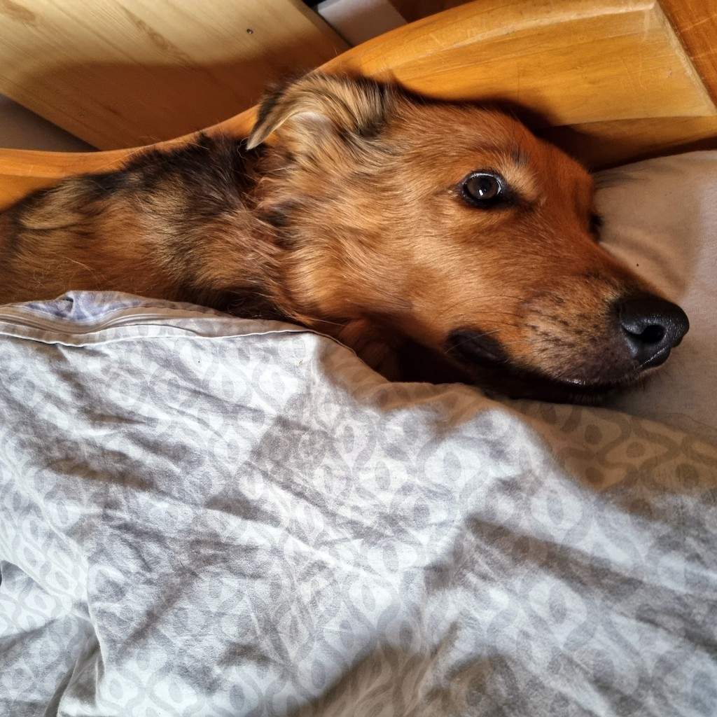 Cozyinbed copy.jpg