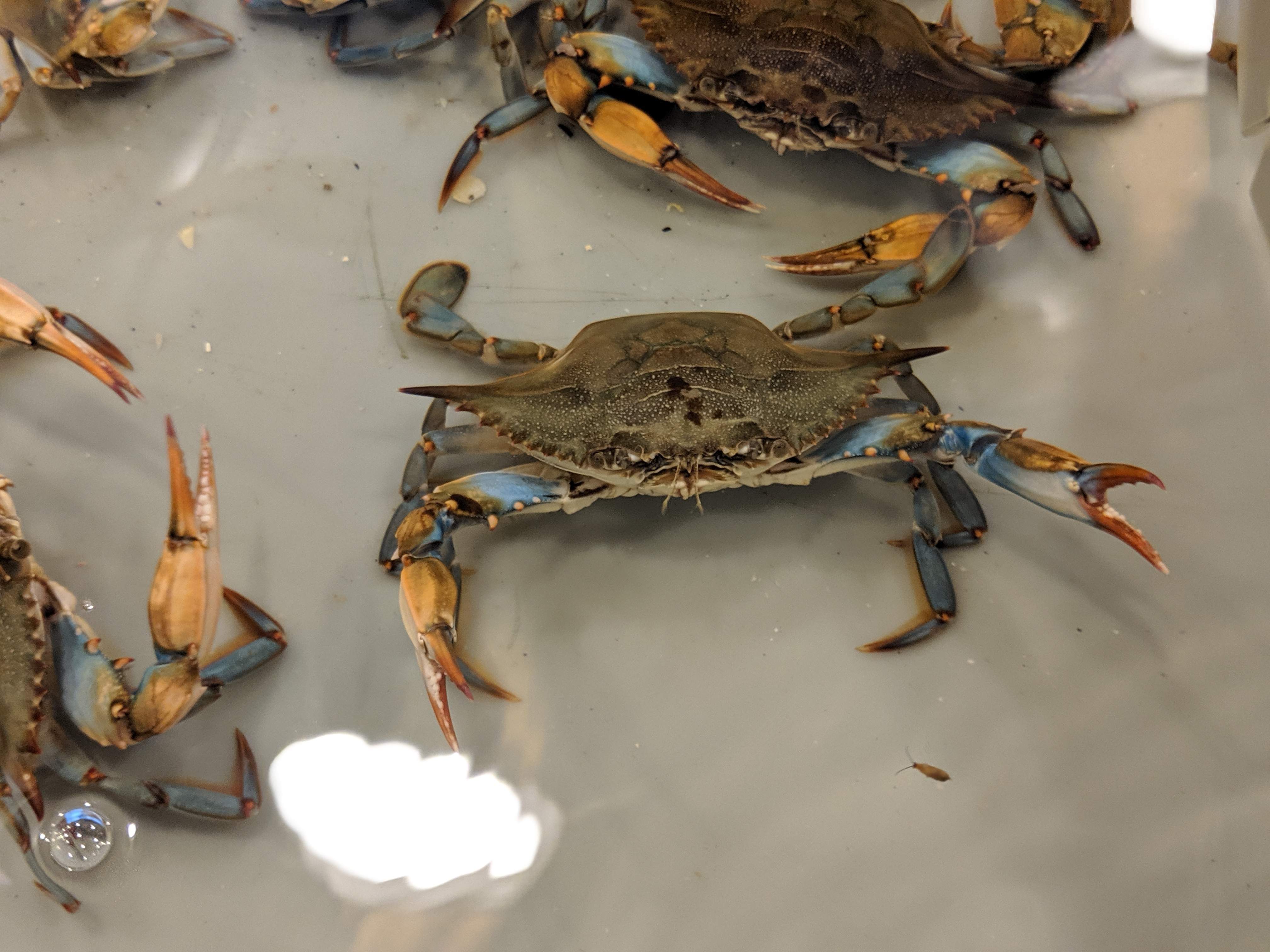 crab1.jpg