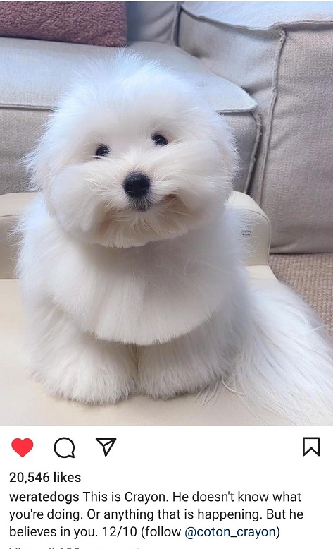 crayon dog.jpg