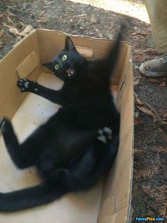 Crazy-Cat-in-The-Box.jpg
