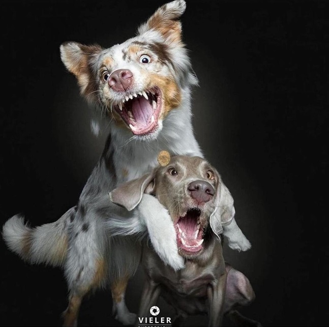 crazy dogs.jpg