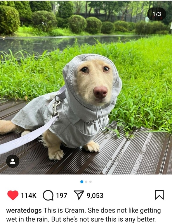 cream dog.jpg