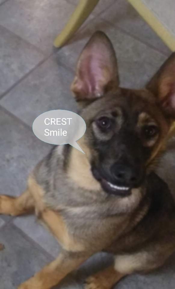 Crest.jpg