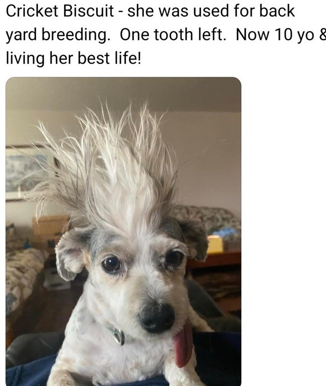 cricket dog.jpg