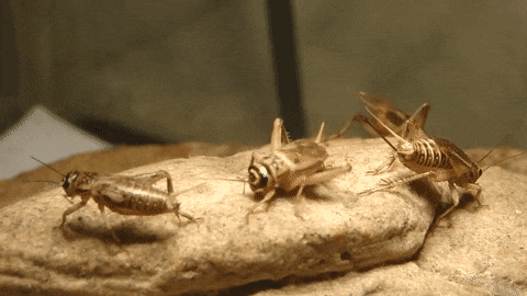 crickets-gif-2.gif