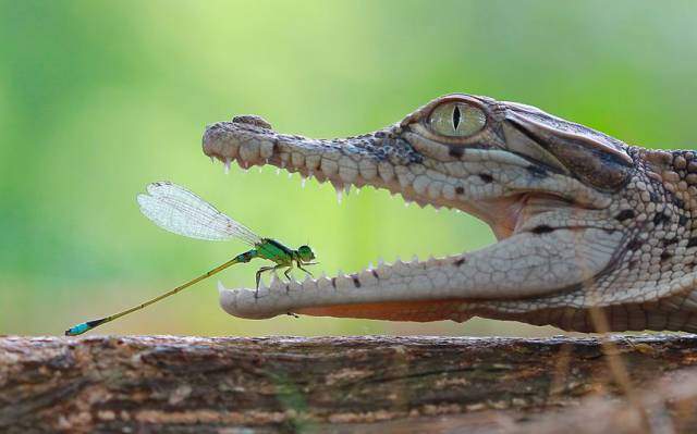 Croc and Dragonfly.jpg