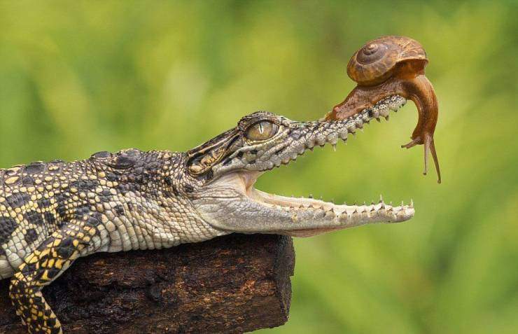 Croc and snail.jpg