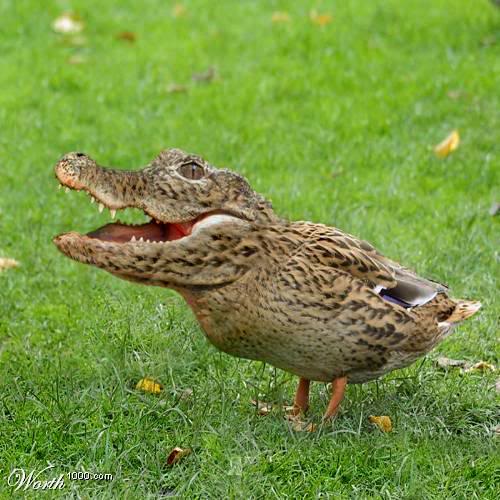 Crocoduck_worth_1000.jpg