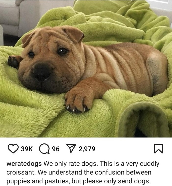 croissant dog.jpg