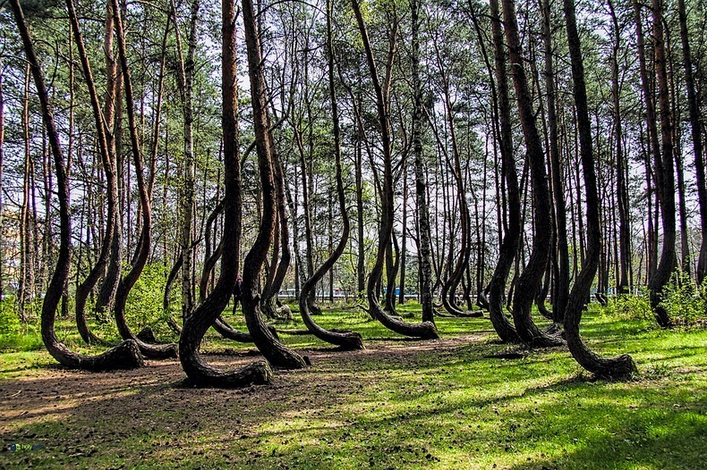 crooked-forest-12.jpg