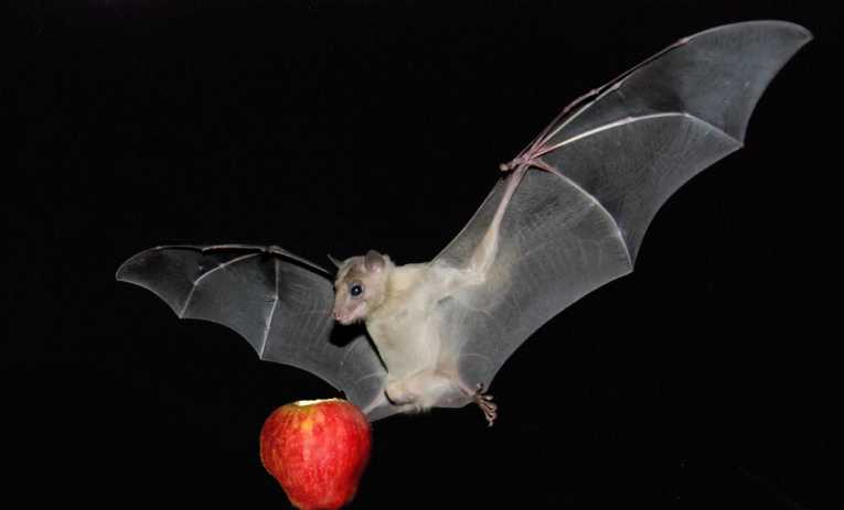 crowded-canopy-fruit-bats-flexible-sonar_139.jpg