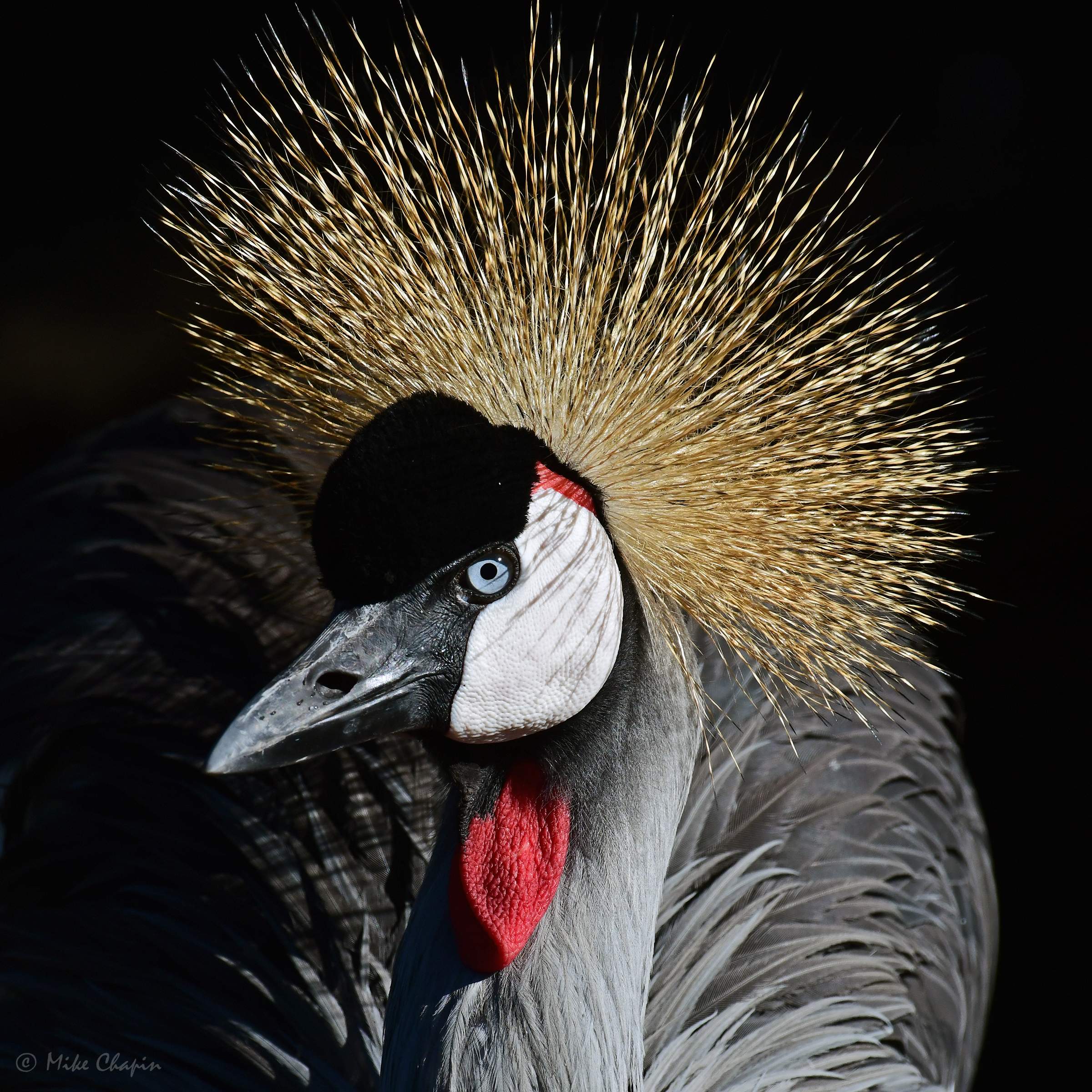 Crowned-Crane-06-24.jpg