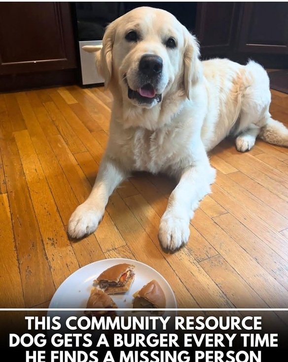 cruiser dog 1.jpg