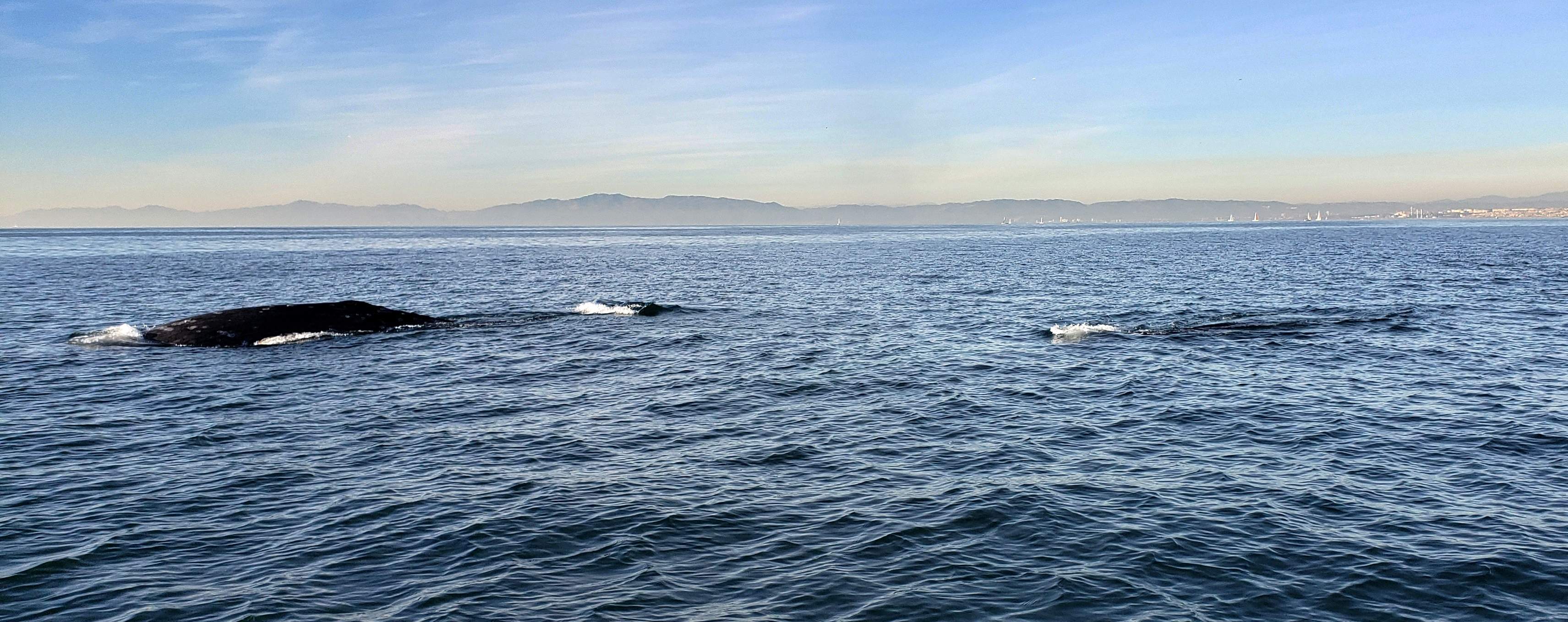 crusing whales.jpg