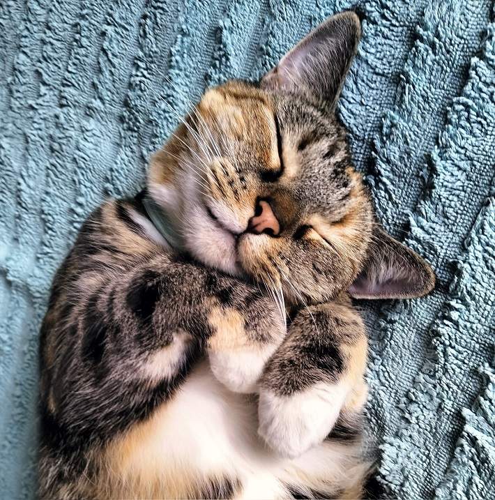 curled cat close.jpg